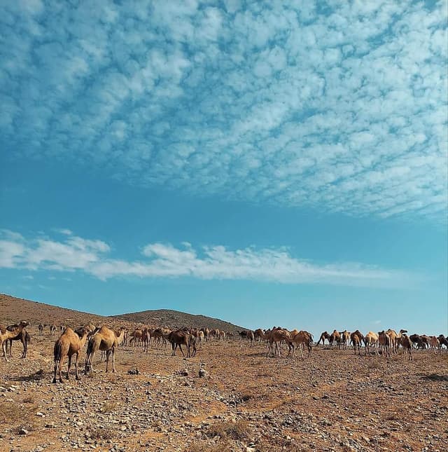 9 Day Time Out Yoga & Explore Desert Retreat in Morocco